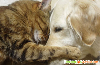 Illustration for article titled Cats and dogs being friends.